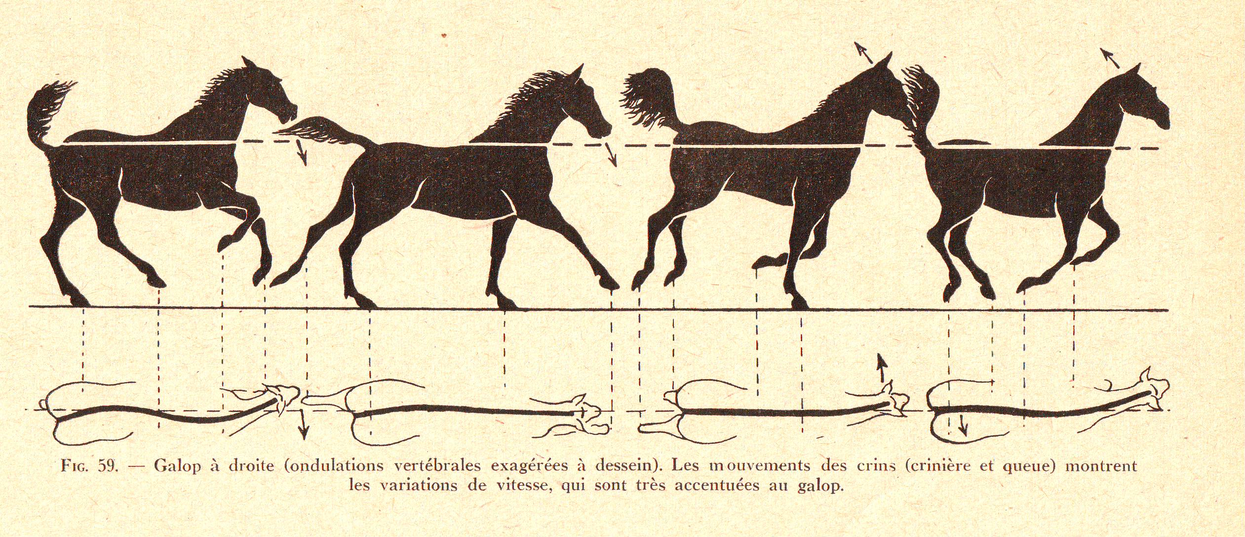 Les oscillations du garrot, charnière essentielle